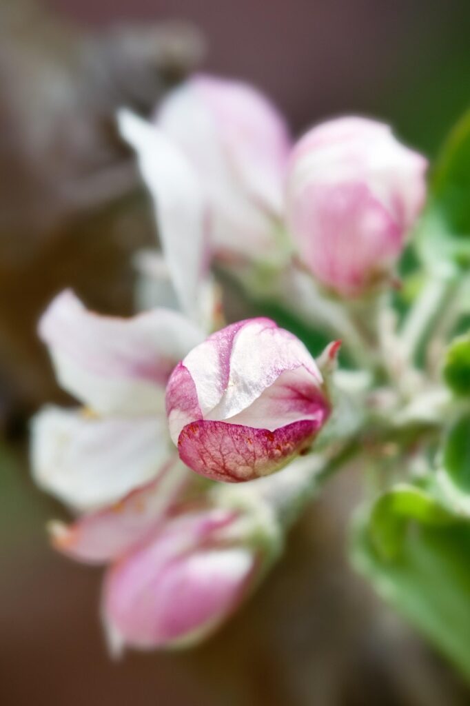 blossom, bloom, apple blossom, apple tree, nature, apple tree blossom, blossom, close up, spring, pink, apples, portrait