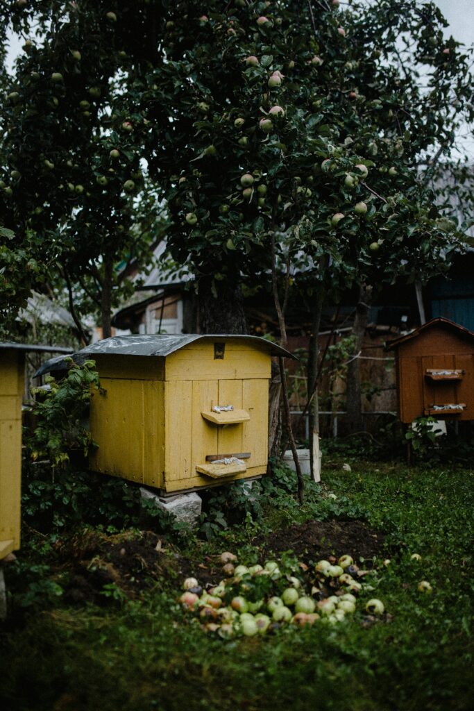 Charming beehives set against an apple-laden tree in a rustic garden scene, perfect for nature enthusiasts.