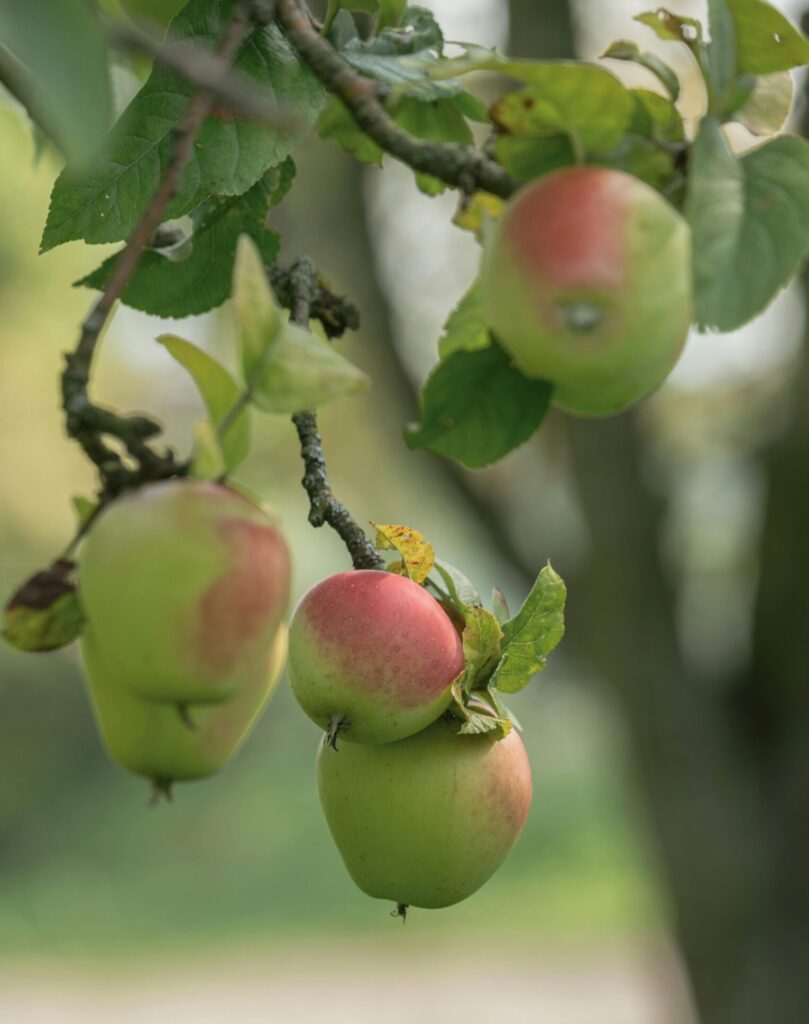 Detailed shot of apples hanging from an apple tree branch, showcasing natural beauty and harvest season.