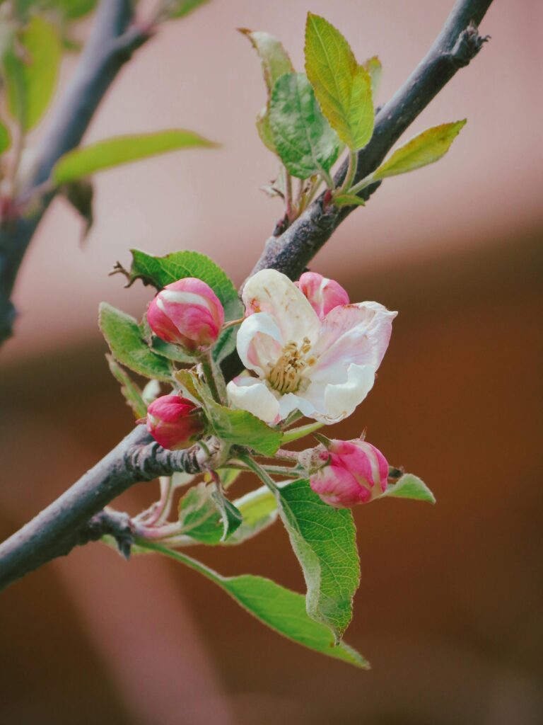 Close-up of pink apple blossoms with green leaves, highlighting natural beauty.