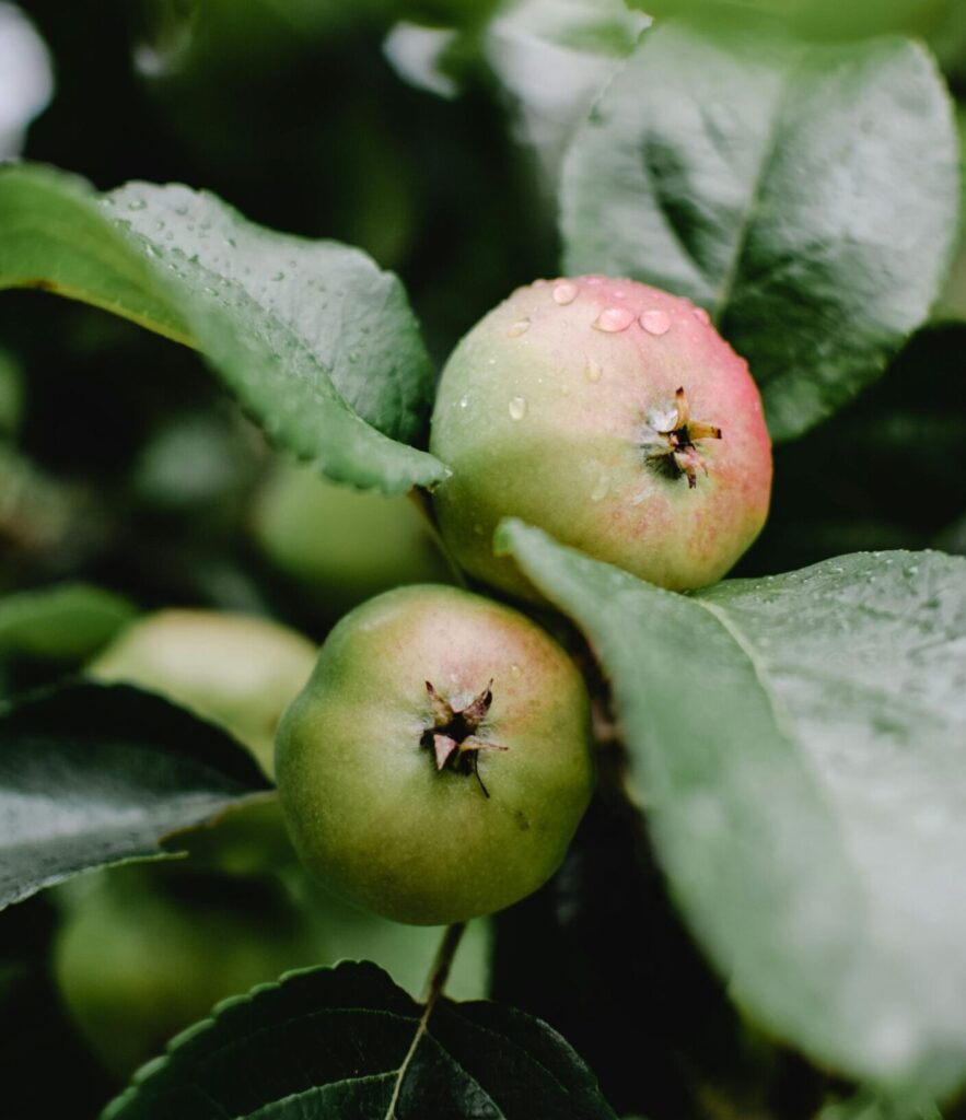 Close-up of fresh, unripe apples with raindrops on leaves, Vihtra orchard, Estonia.