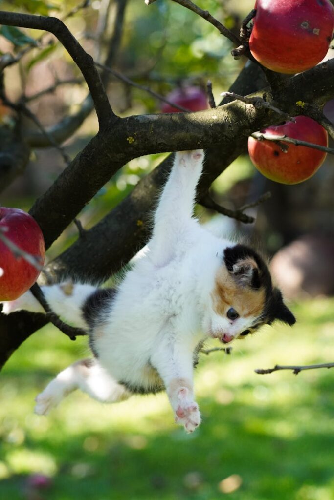Adorable calico kitten playfully hanging from an apple tree branch in a sunny garden.